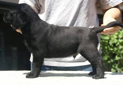 Bigblackboy6weeks.jpg