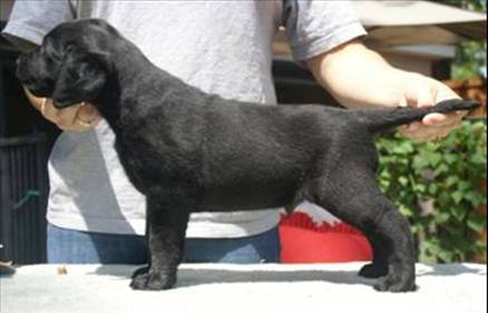 littleblackboy6weeks.jpg