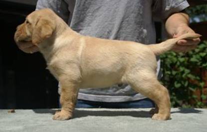 yellowboy1a6weeks.jpg