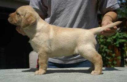 yellowboy2a6weeks.jpg