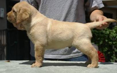 yellowboy16weeks.jpg