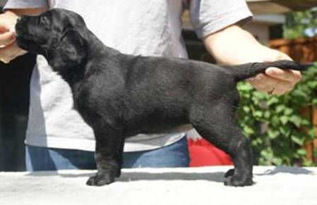 bigblackgirl6weeks.jpg