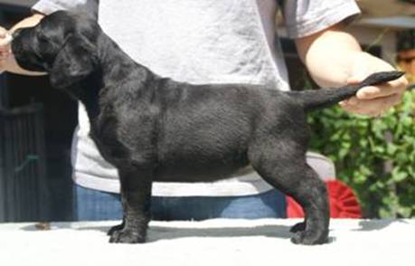 Littleblackbitch6weeks.jpg